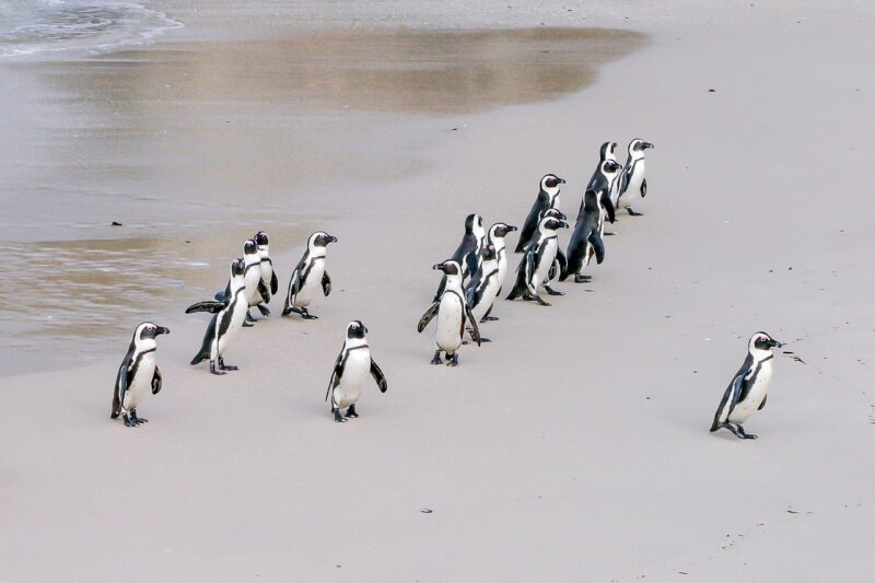 penguins on the beach